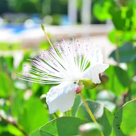 Le Vele Bed & Breakfast