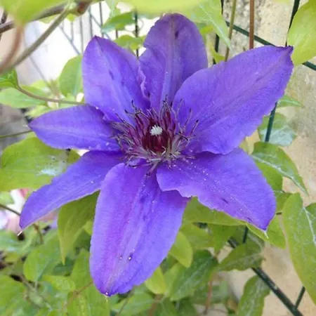 Le Vele 住宿加早餐酒店 4*