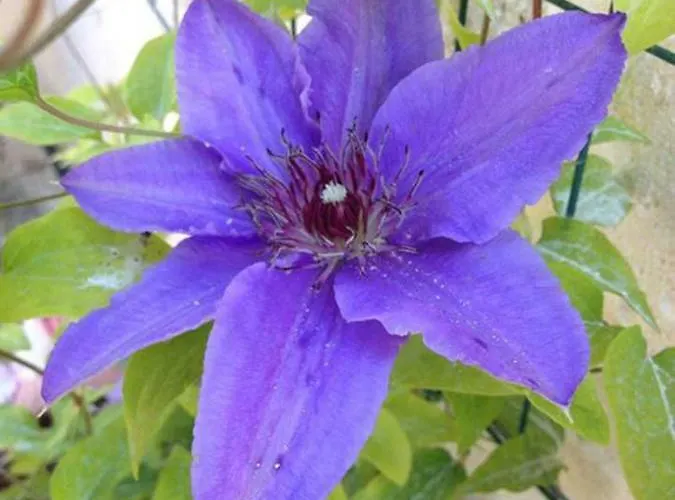 Le Vele فندق مبيت وإفطار 4*